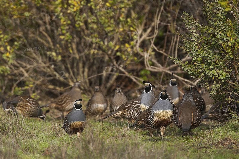 California Quail (Callipepla californica), California, USA
