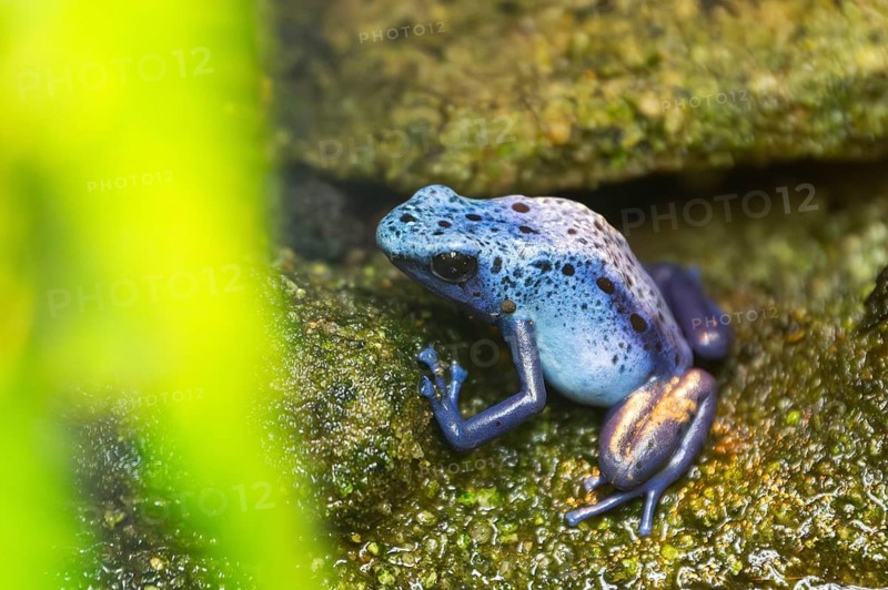 Blue poison dart frog or blue poison arrow frog (Dendrobates tinctorius azureus), captive