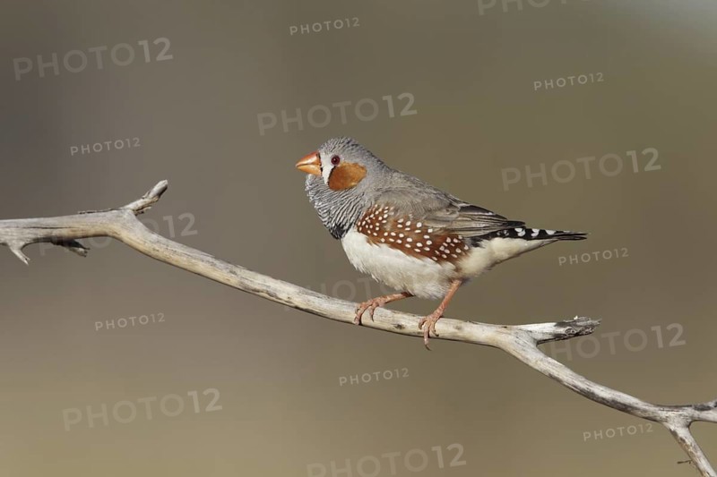 Zebra Finch (Taeniopygia guttata castanotis) male, Autralian Capital Territory, Australia