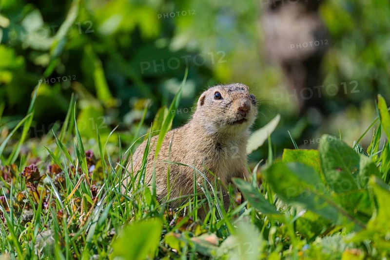 An adult ground squirrel (Spermophilus citellus) eats leaves and flowers on a sunny day in a green meadow with tall vegetation. Austria
