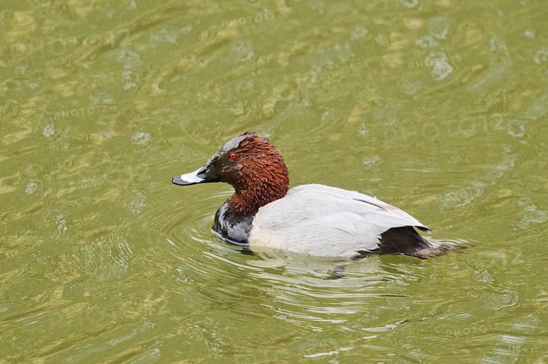 Tufted duck (Aythya fuligula) male and female swimming in a lake, Bavaria, Germany