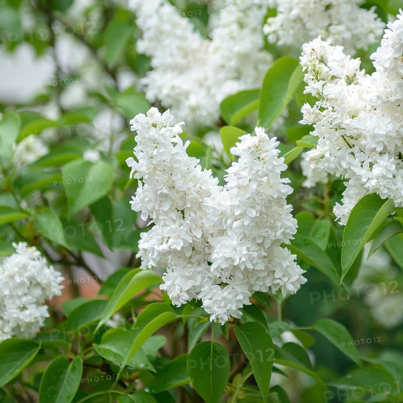 Lilac (Syringa vulgaris 'Mme Lemoine'), An den Dorfwiesen 9, Germany