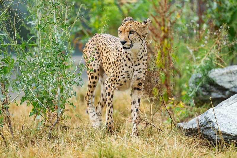 Cheetah (Acinonyx jubatus) walking on the ground, captive, occurrence Africa