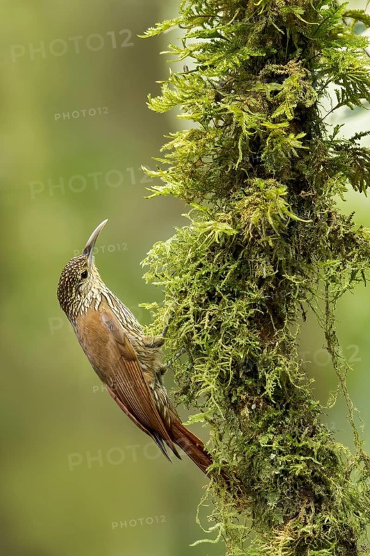 Spot-crowned Woodcreeper (Lepidocolaptes affinis) perched on a branch in Panama