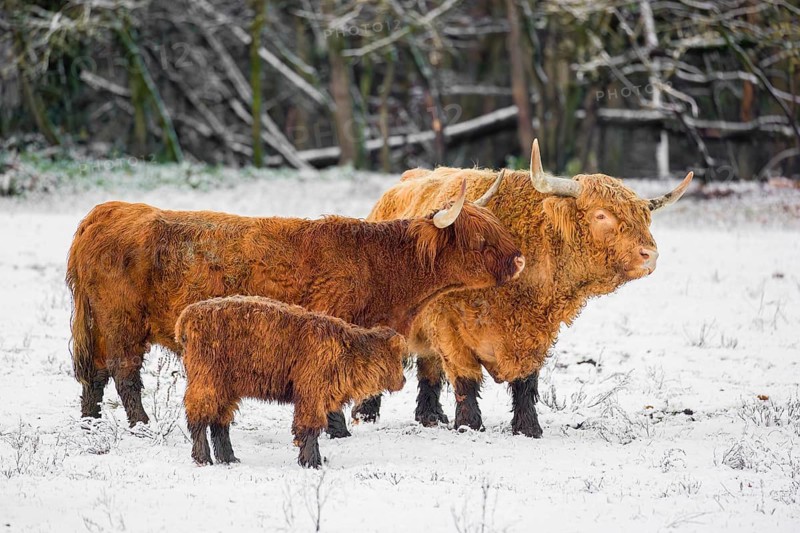 A family of Highland cattle (Bos primigenius), a bull, a cow and a calf are standing at the edge of the forest on a snow-covered pasture
