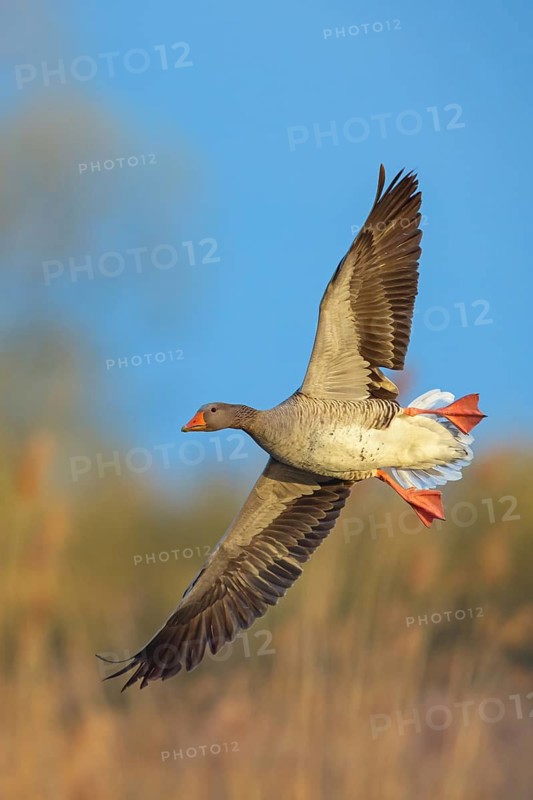 GRaugans, Anser Anser, flight shot, side view