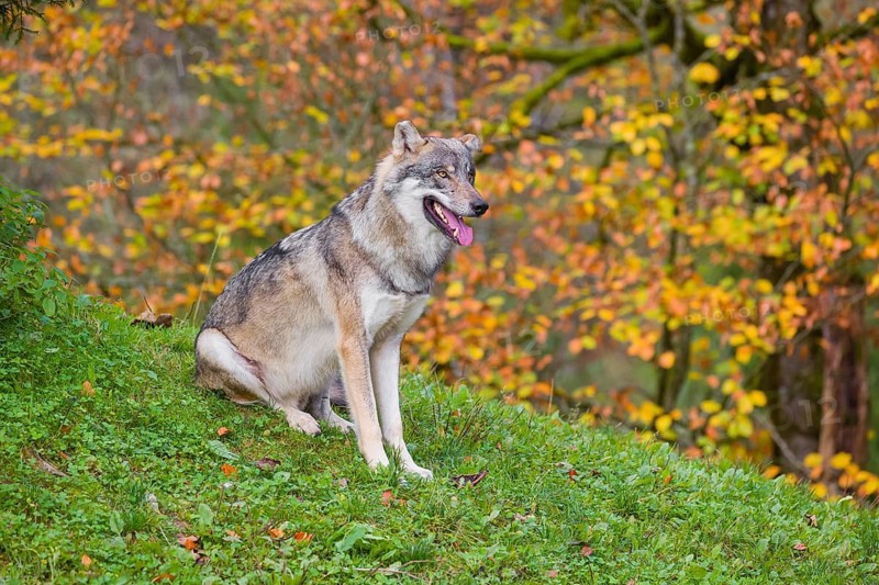 An adult male eurasian gray wolf (Canis lupus lupus) sits on a green meadow on hilly terrain. A common raven (Corvus coral) is sitting in a tree behind him