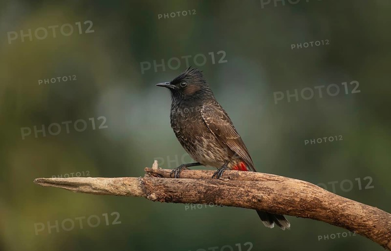 A Red-vented Bulbul (Pycnonotus cafer), Sreepeur, Gazipur