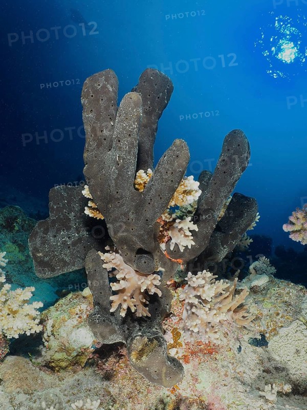 Erect sponge (Hyrtios erectus)