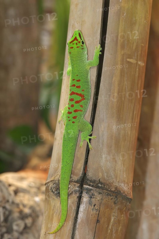 Madagascar giant day gecko (Phelsuma grandis), captive, native to Madagascar