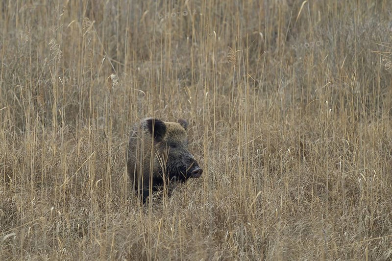 Wild boar (Sus scrofa), dry meadow, Lower Austria