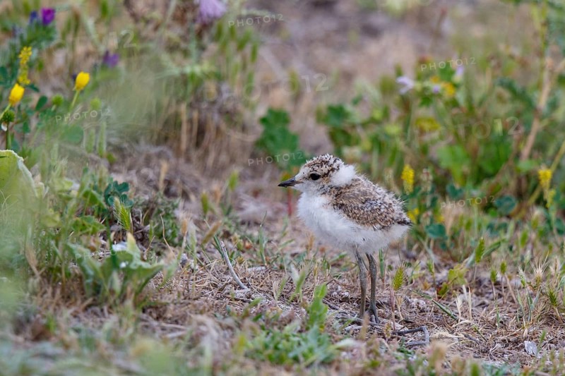 Kentish Plover (Charadrius alexandrinus) juvenile, Spain