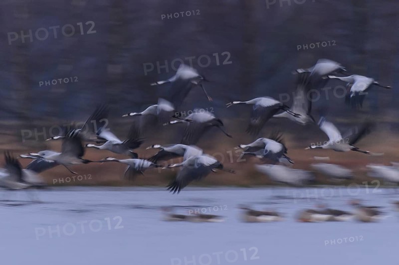 Common Crane (Grus grus) flying, Lower Saxony, Germany