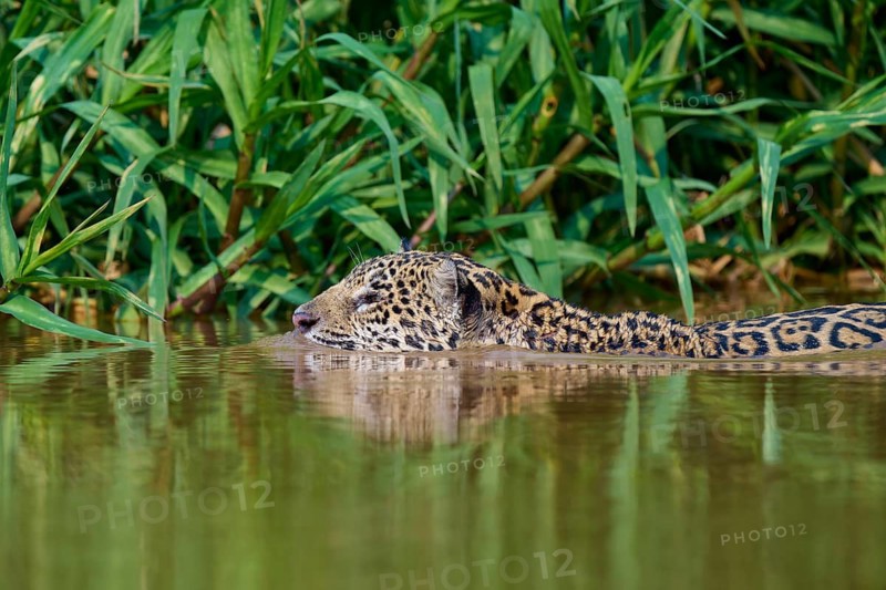 A jaguar swims inconspicuously in the water between dense vegetation, Jaguar (Panthera onca), Pantanal, Mato Grosso, Brazil