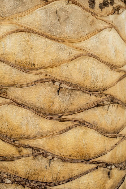 Tree bark, palm tree, Majorca, Balearic Islands, Spain