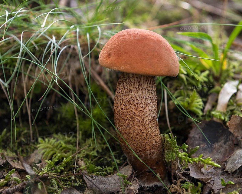Orange birch bolete (Leccinum versipelle) in sparse birch forest, an excellent edible mushroom, Blåbjerg, Nørre fog, Region Syddanmark, Denmark