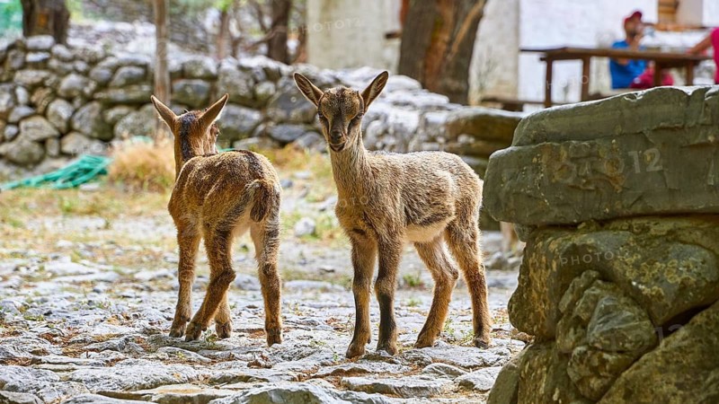 Kri-kri, endangered endemic Cretan wild goat, two small Kri-kris, close, Samaria settlement, resting place, Samaria Gorge, Samaria, gorge, national park, Omalos, Lefka Ori, White Mountains, West Crete, island of Crete, Greece