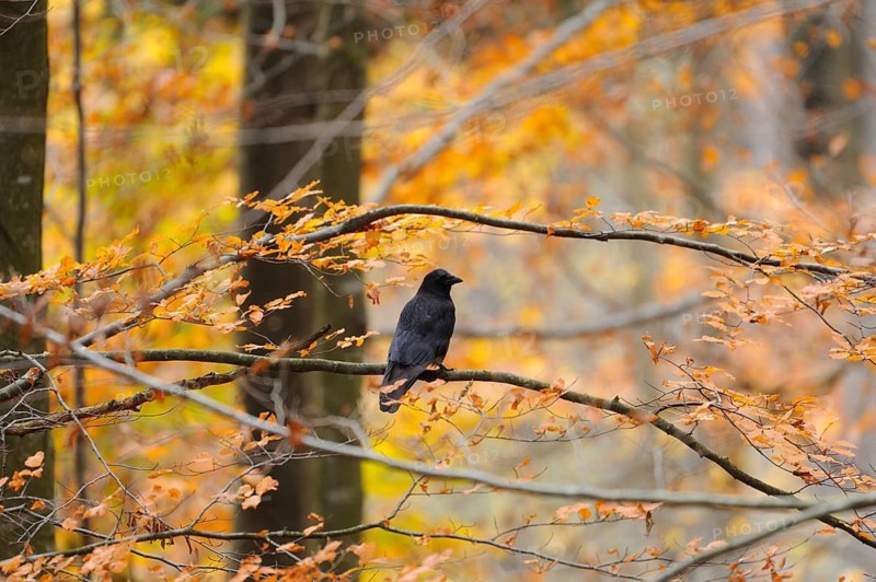 Close-up of a Carrion Crow (Corvus corone) in autumn in the bavarian forest