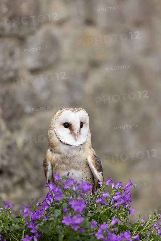 Western Barn Owl (Tyto alba) captive, Germany