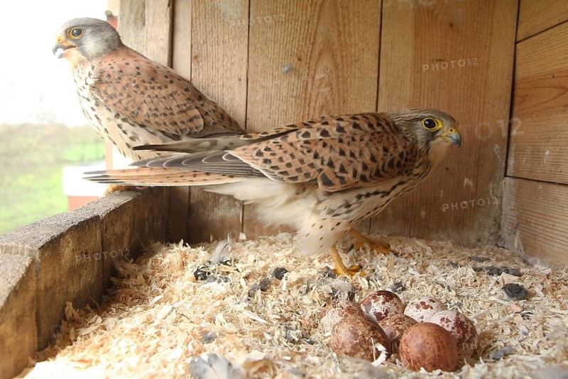 Common Kestrel (Falco tinnunculus) pair at eggs, Lower Saxony, Germany