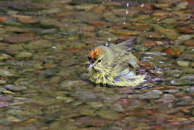 Orange-crowned Warbler (Leiothlypis celata) bathing, Saskatchewan, Canada