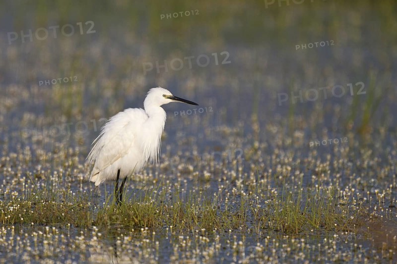 Little Egret (Egretta garzetta) foraging, Greece