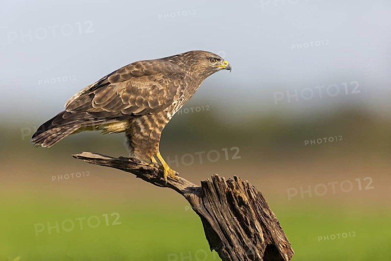 Buzzard, (Buteo buteo), animals, bird, bird of prey, buzzard, hawk family, biotope, habitat, perch, Beindersheim, Bad Dürkheim district, Rhineland-Palatinate, Federal Republic of Germany