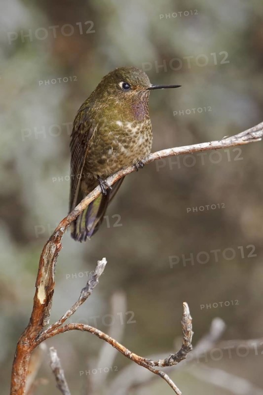 Violet-throated Metaltail (Metallura baroni), Ecuador