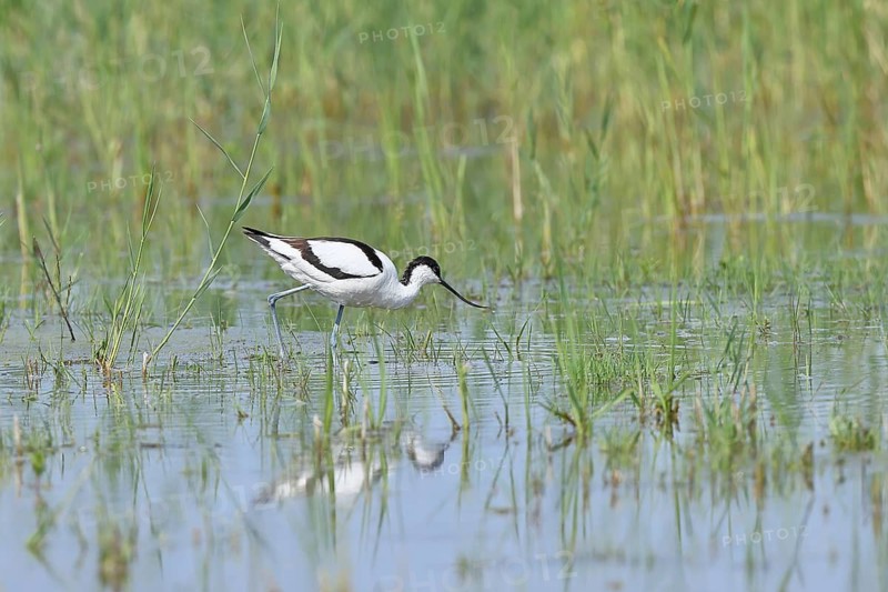 Avocet (Recurvirostra avosetta), adult wader feeding in the shallow water of the lake shore zone, wildlife, Lake Neusiedl-Seewinkel National Park, Burgenland, Austria