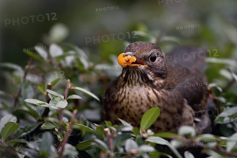 Common Blackbird (Turdus merula) female, Saxony-Anhalt, Germany