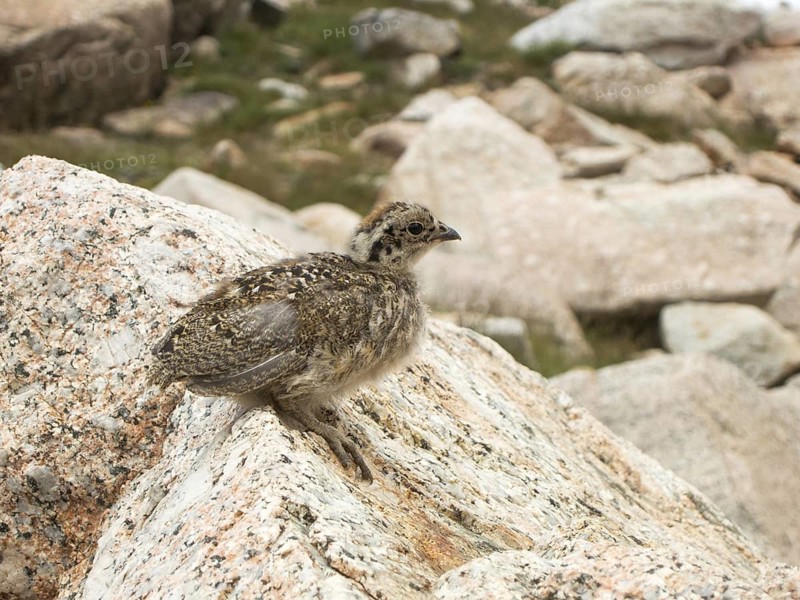 White-tailed Ptarmigan (Lagopus leucura) juvenile, Californien, USA