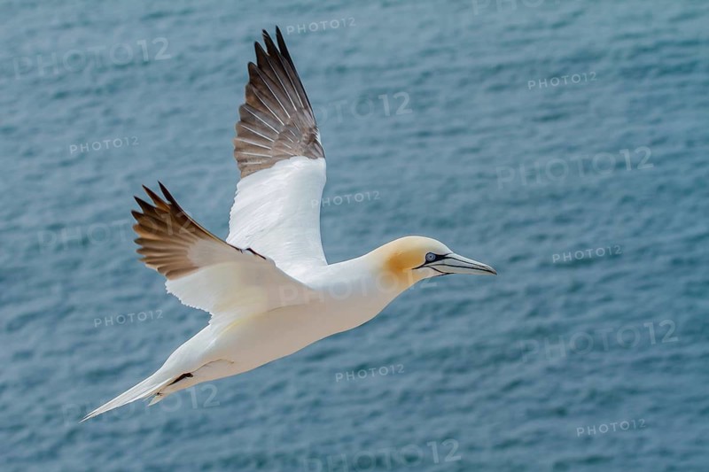 Northern Gannet (Morus bassanus) flying, Schleswig-Holstein, Germany