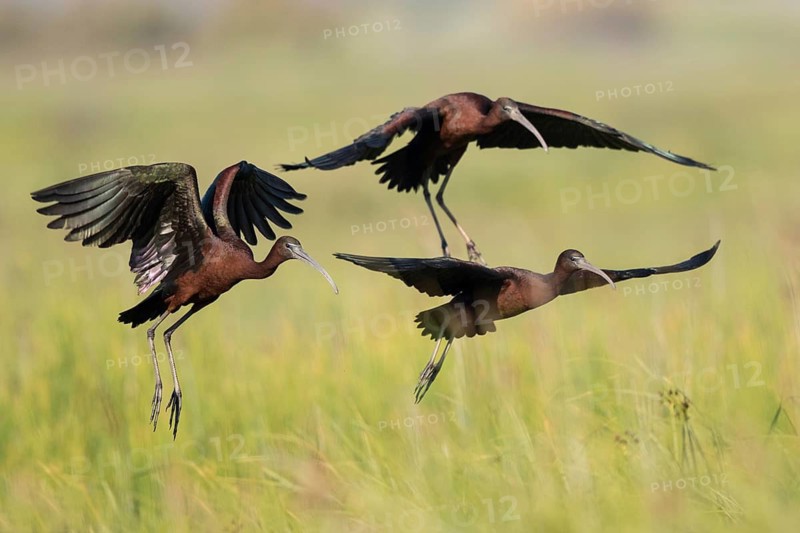 Glossy Ibis (Plegadis falcinellus) group flying, Lesvos, Greece
