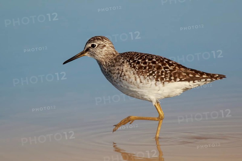 Wood Sandpiper (Tringa glareola) foraging, Lesvos, Greece