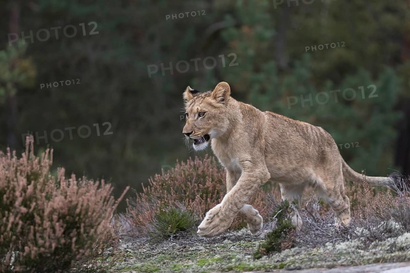 One female young lion (Panthera leo) running at a forest edge. Green vegetation in the background