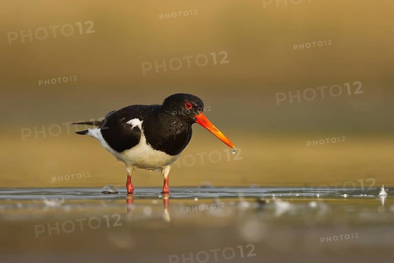 Eurasian Oystercatcher (Haematopus ostralegus), North Rhine-Westphalia, Germany