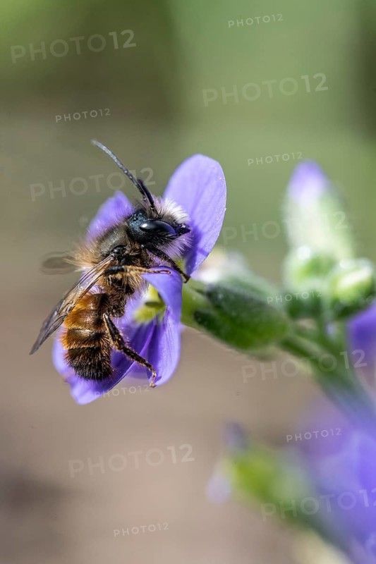 Horned mason bee (Osmia cornuta), Emsland, Lower Saxony, Germany