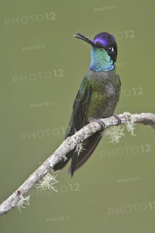 Admirable Hummingbird (Eugenes spectabilis), Costa Rica