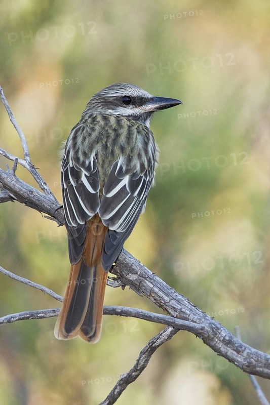 Sulphur-bellied Flycatcher (Myiodynastes luteiventris) perched on a branch in southern Arizona, USA