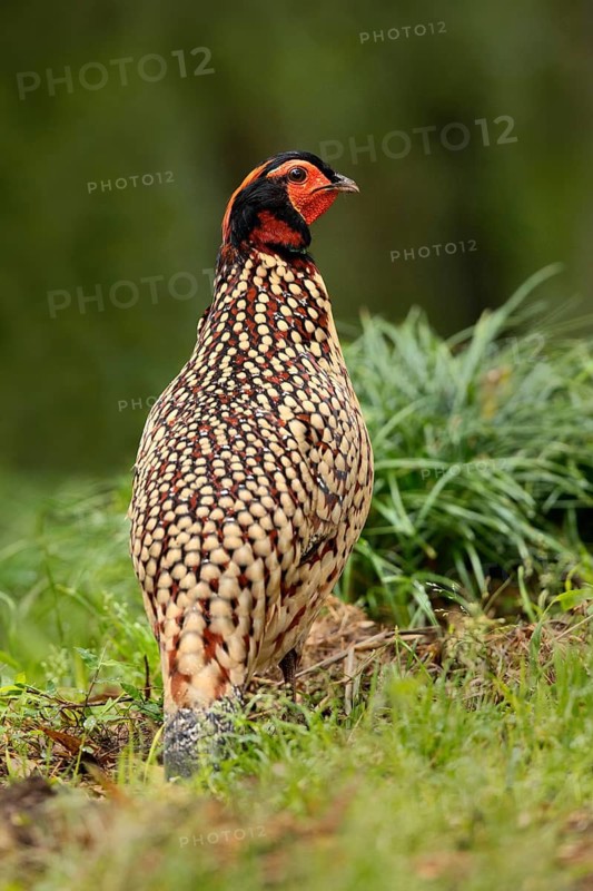 Cabot's Tragopan (Tragopan caboti) male perched on the ground, Fujian, China