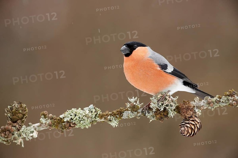 Eurasian Bullfinch (Pyrrhula pyrrhula) male perched on a lichen branch, Grisons, Switzerland