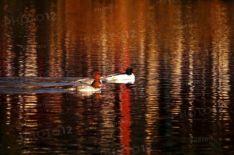 Goosander on a lake, two females, one male, winter evening, Germany
