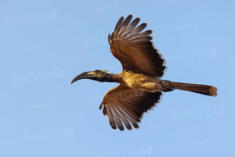 Grey Hornbill, (Lophoceros lasutu), Tockus nasutus, African Gray Hornbill, African Grey Hornbill, Calao v† bec noir, Toco piquinegro, White-crested Hornbill, Hornbills, Bansang quarry, Bansang, South Bank, Gambia