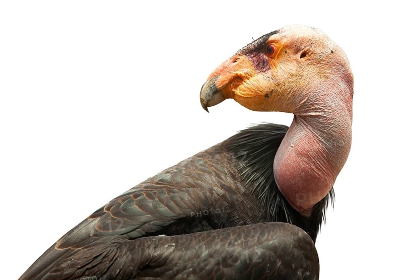 Profile of california condor isolated on white