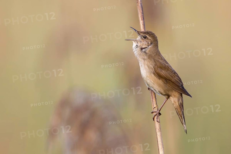 Savi's Warbler (Locustella luscinioides) singing in reedbed, Poland