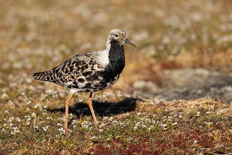 Ruff (Calidris pugnax) male, Smaland, Sweden