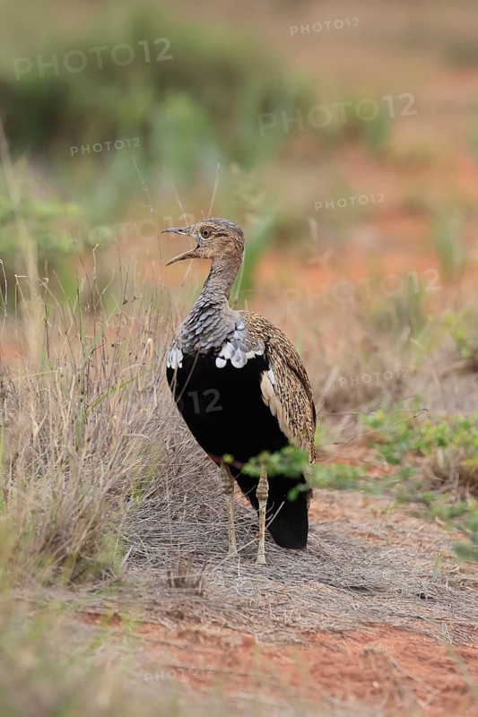 Red-crested Bustard (Lophotis ruficrista), adult, male, calling, alert, Mokala National Park, South Africa