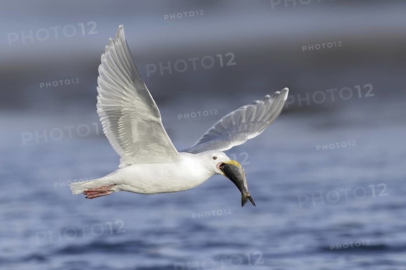 Glaucous-winged Gull (Larus glaucescens) flying, Alaska, USA