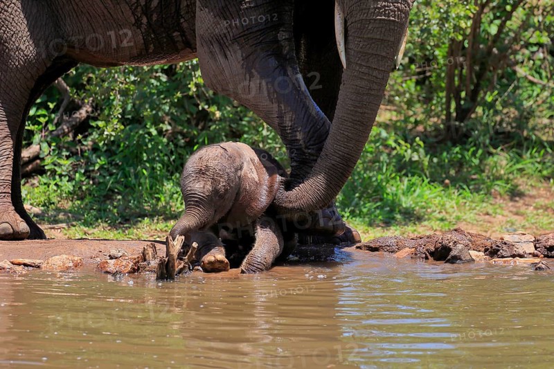 African elephant (Loxodonta africana), young animal, calf, baby elephant, mother, young animal with mother, at the water, drinking, Kruger National Park, Kruger National Park, South Africa