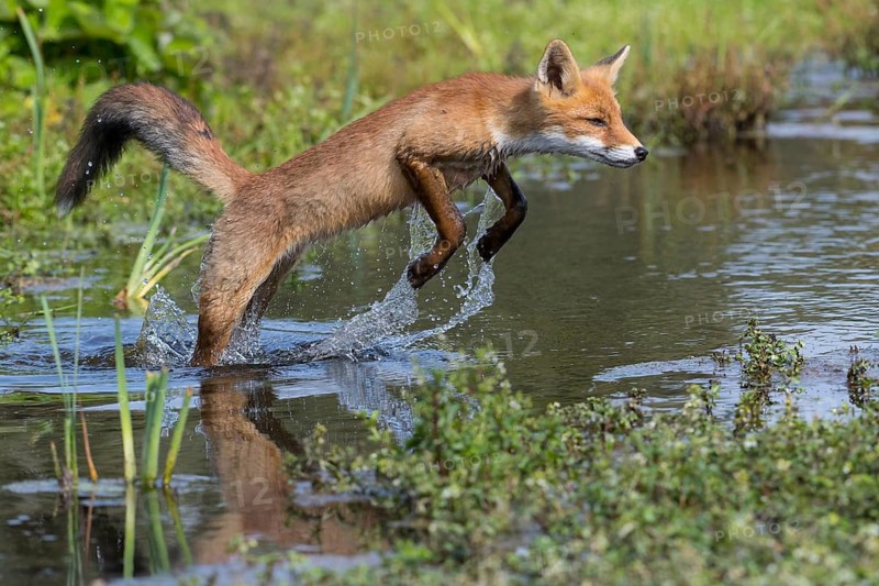 Red Fox (Vulpes vulpes) jumping and hunting in pond, Netherlands